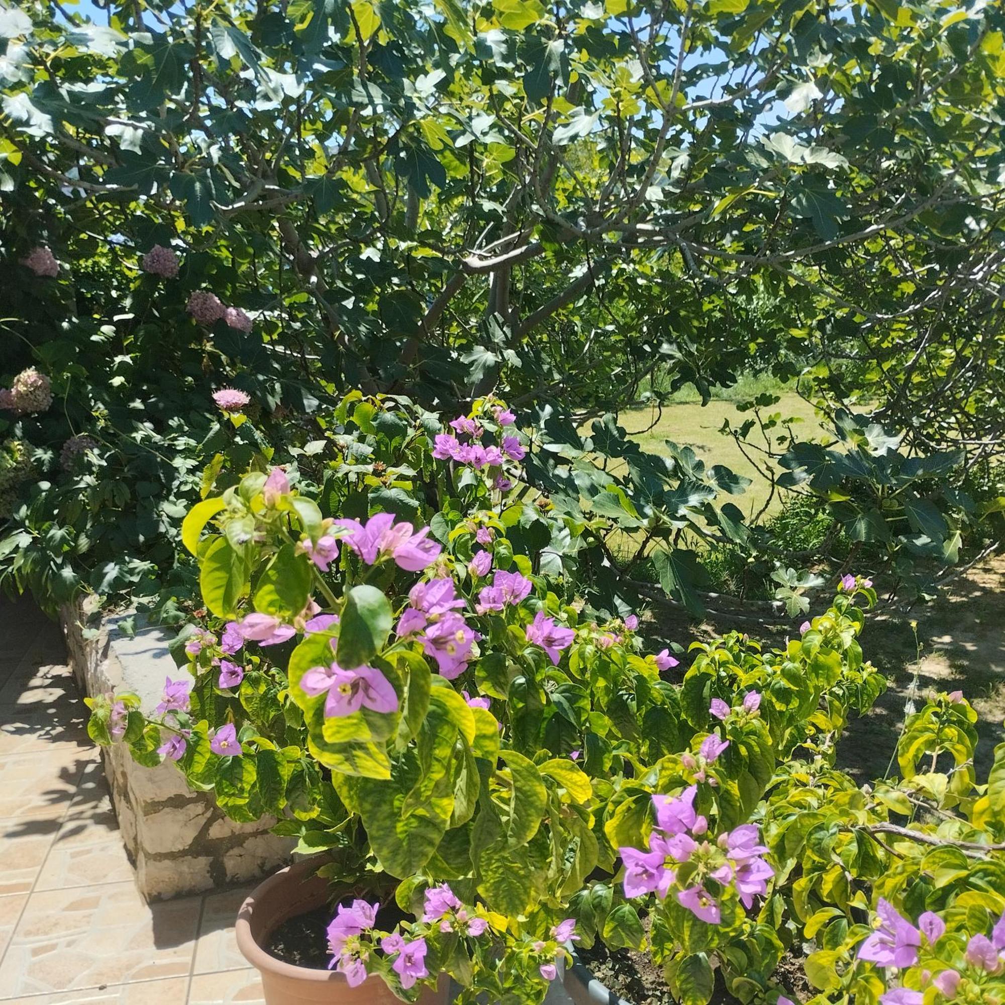 Apartmani Gero Lopar Buitenkant foto