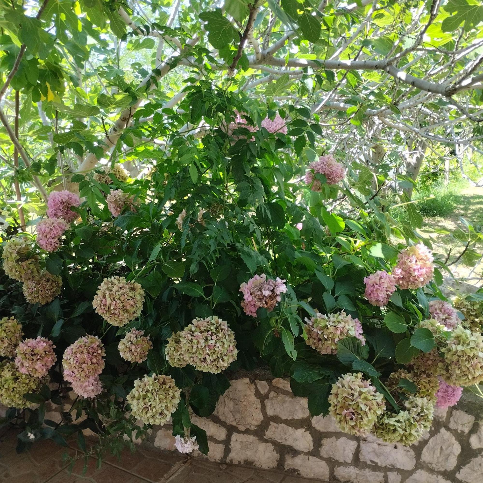 Apartmani Gero Lopar Buitenkant foto
